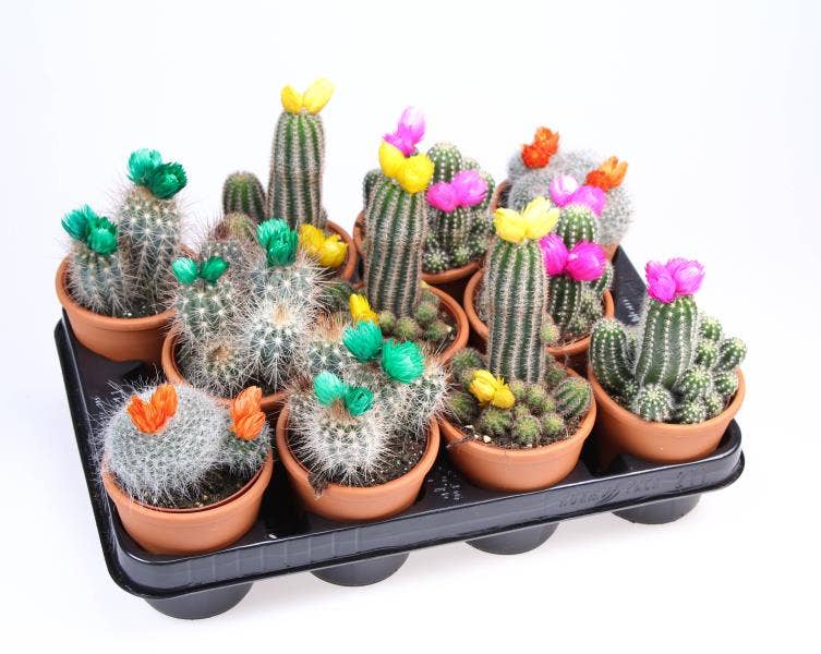 Cactus strawflower in terracotta