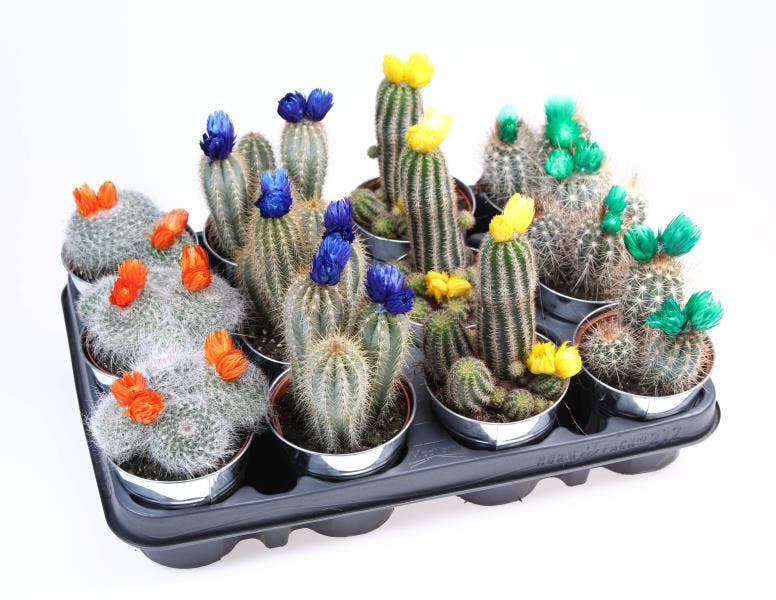 Cactus strawflower in Zinc