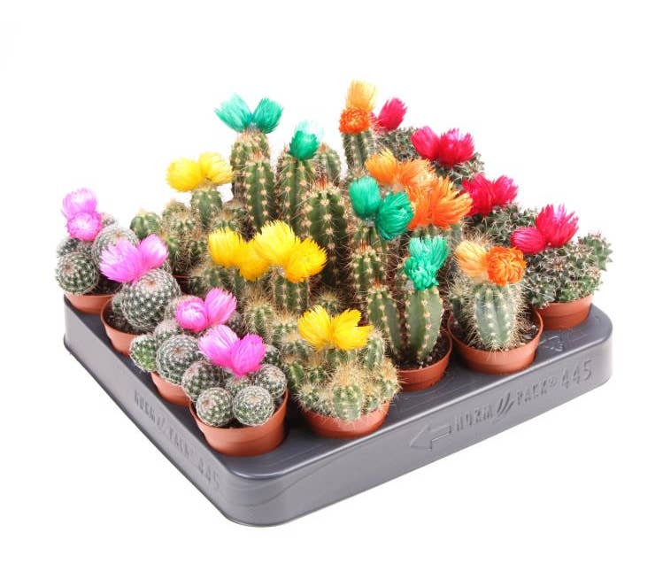 Cactus strawflower