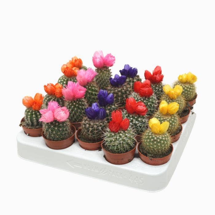Cactus with straw flower