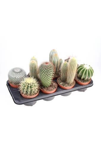 Cactus