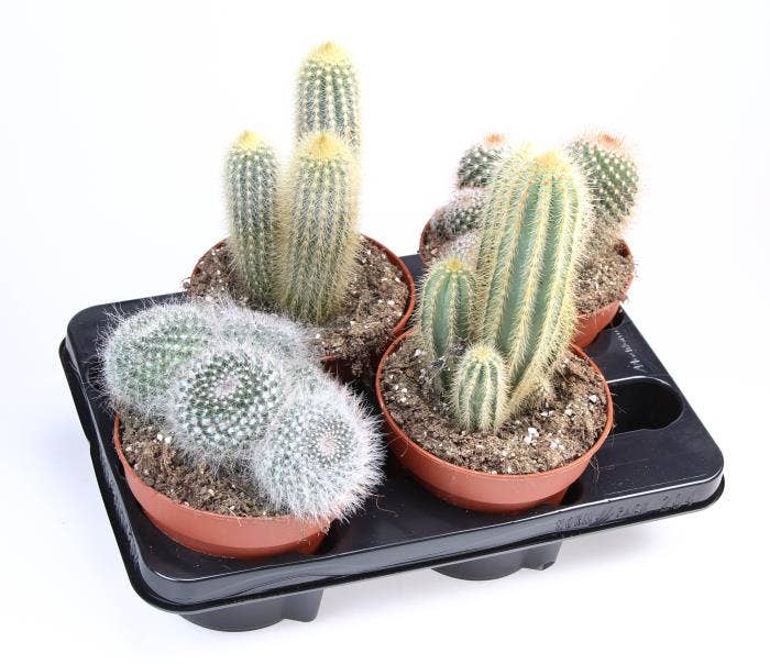 Cactus