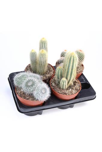 Cactus