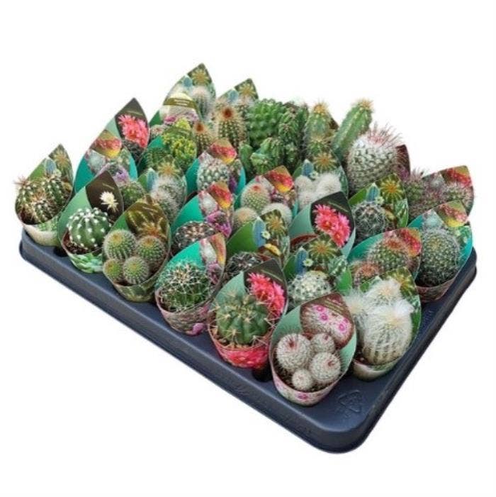 Cactus 