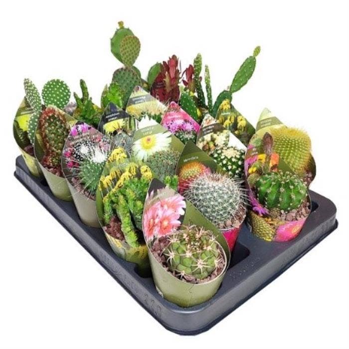 Cactus 