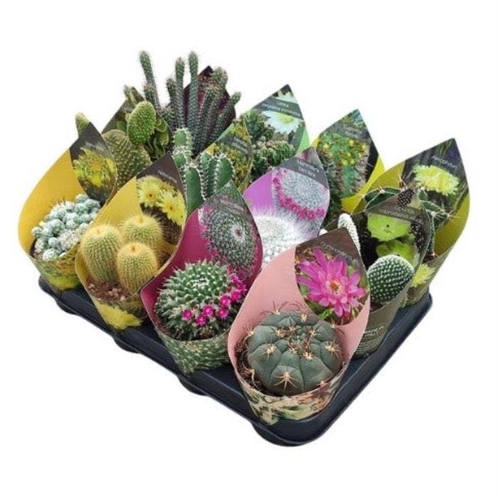 Cactus 