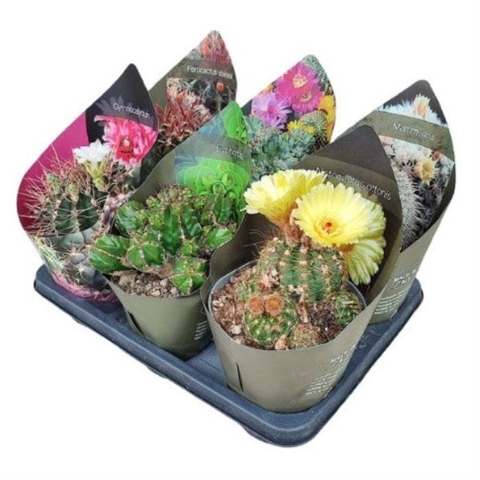 Cactus 