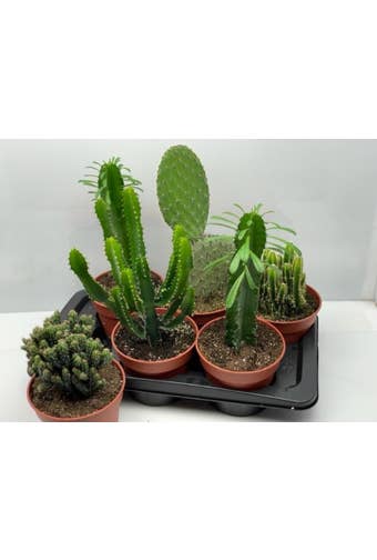Cactus