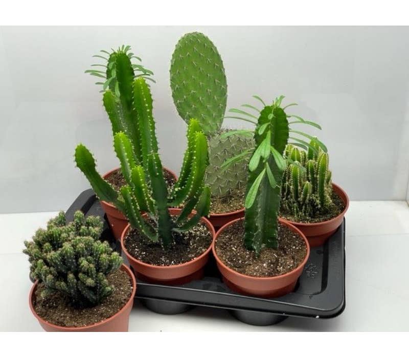 Cactus Green Solutions