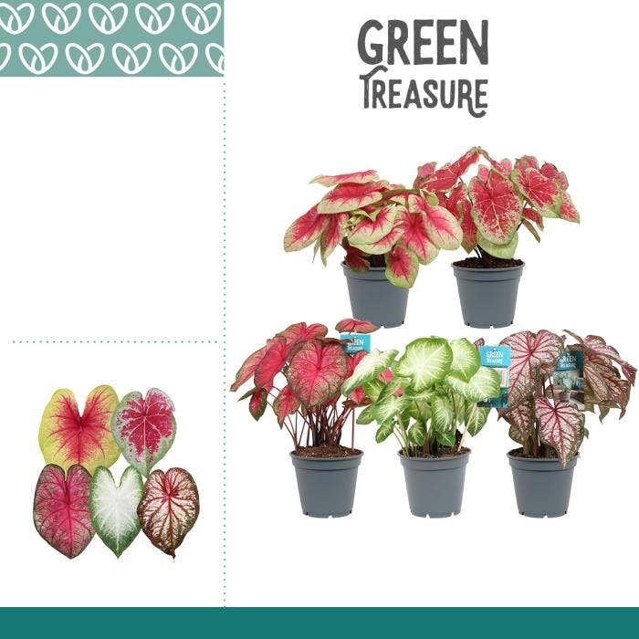 Caladium 