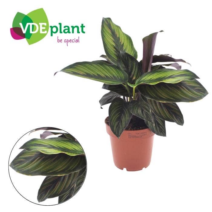Calathea Beauty Star