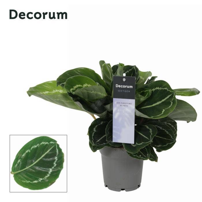 Calathea Crimson Green