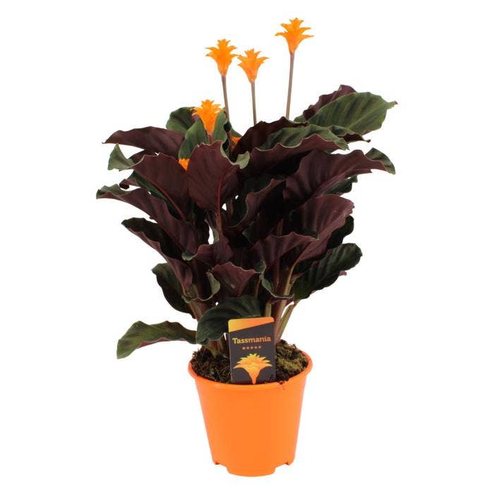 Calathea crocata Tassm 5-6bl GS