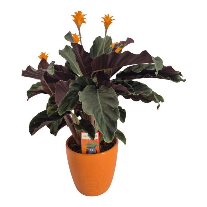Calathea crocata Tassmania in Evana TST