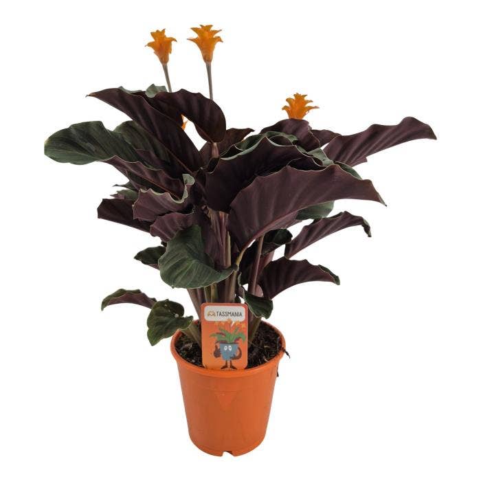 Calathea crocata Tassmania