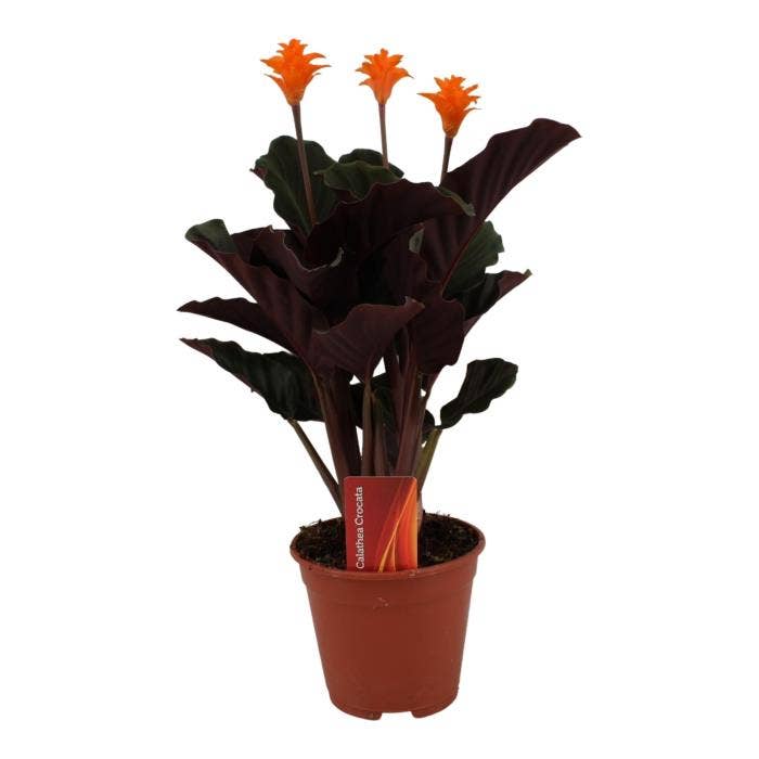 Calathea crocata