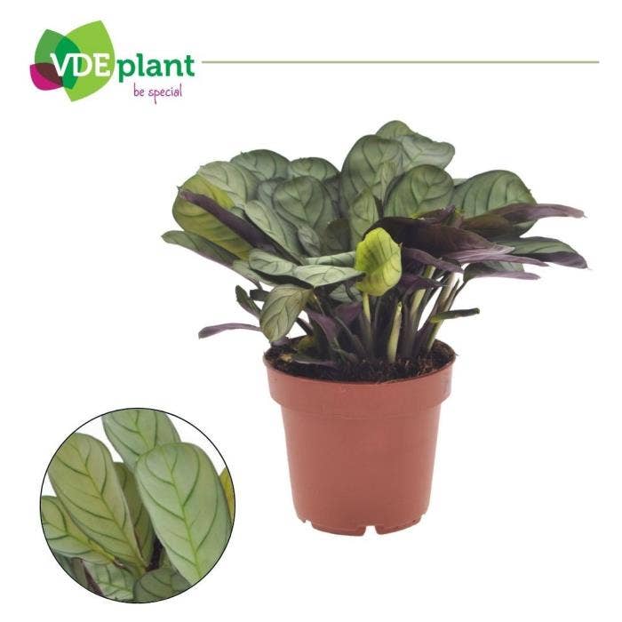 Calathea Ctenanthe Amagris