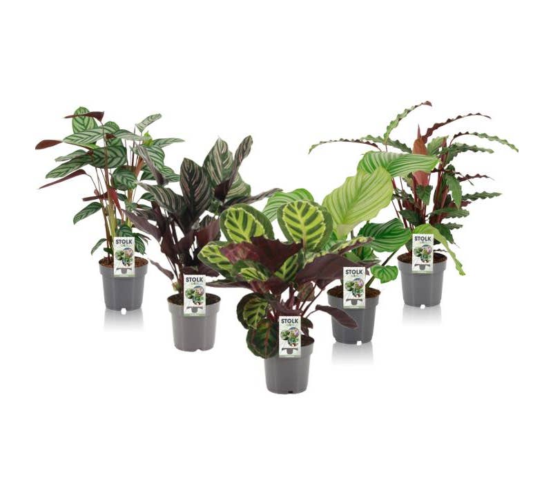 Calathea exclusive