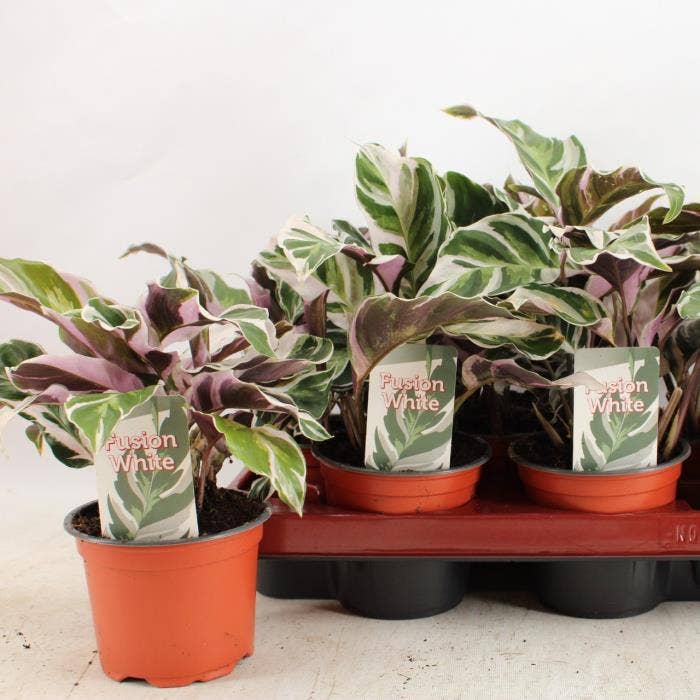 Calathea Fusion white GS