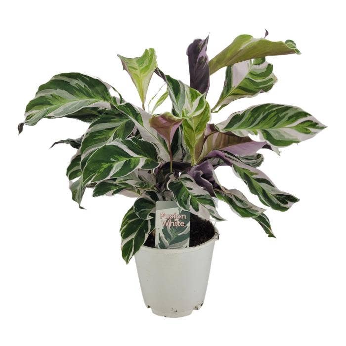 Calathea Fusion white GS