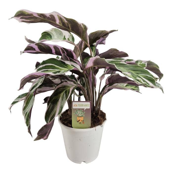 Calathea Fusion White