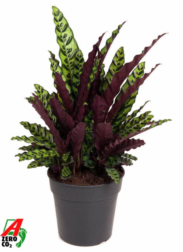Calathea lanc. Insignis