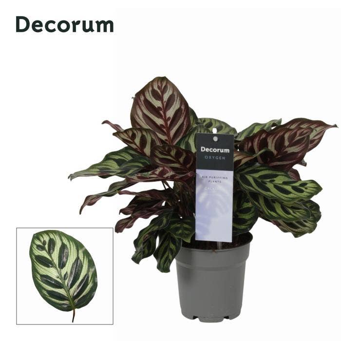 Calathea makoyana
