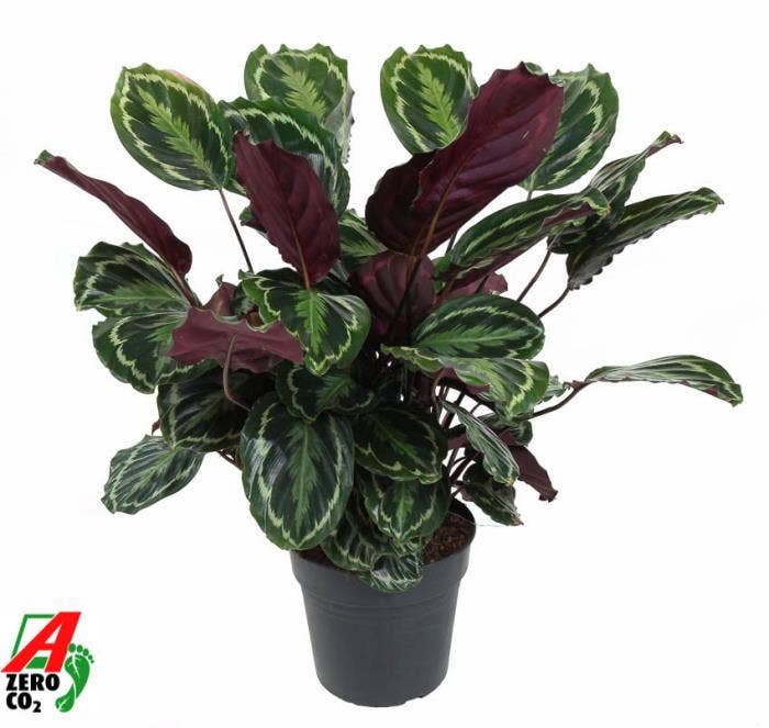 Calathea Medaillon
