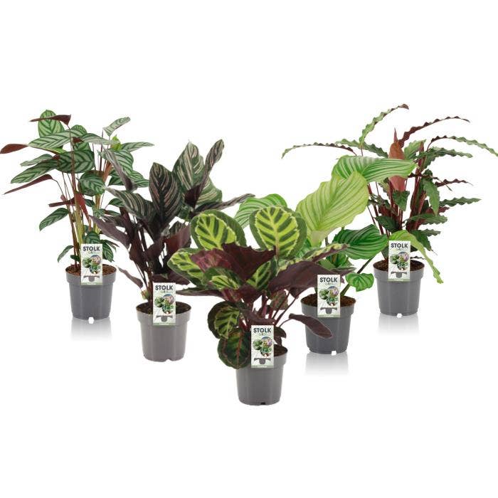 Calathea mix (Premium) 