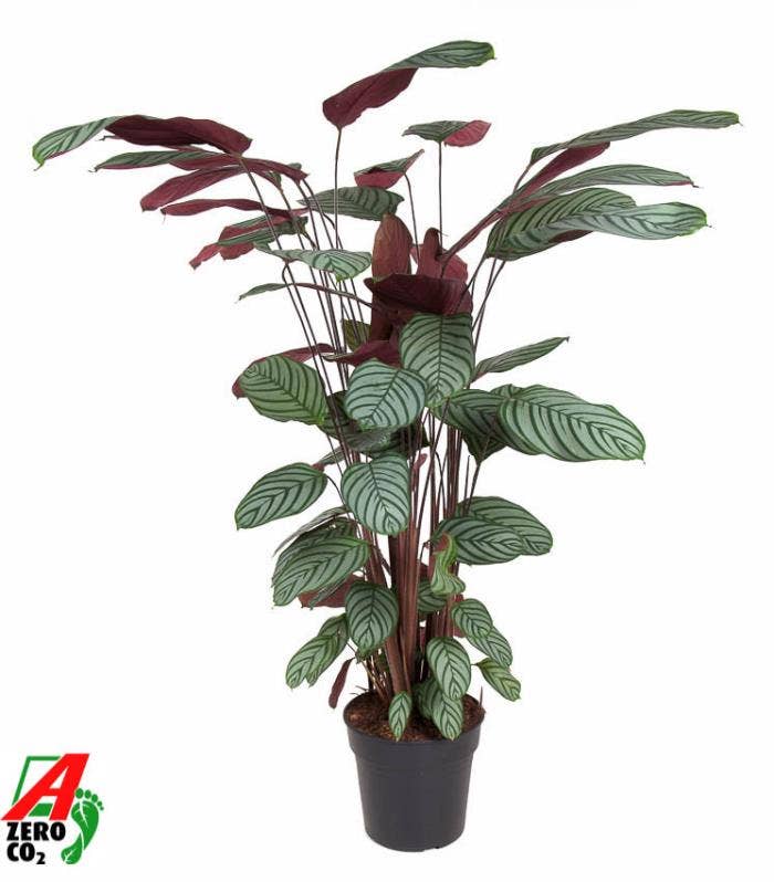 Calathea Oppenheimiana