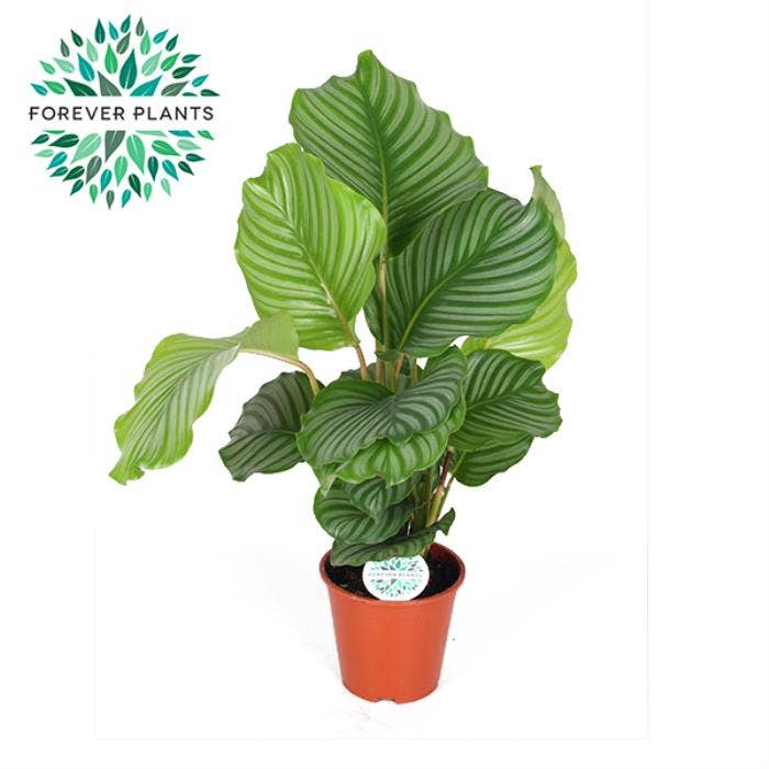 Calathea Orbifolia 