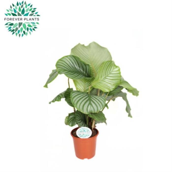 Calathea orbifolia