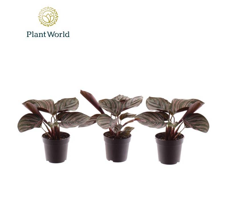 Calathea Ornata