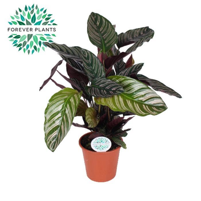 Calathea Ornata 
