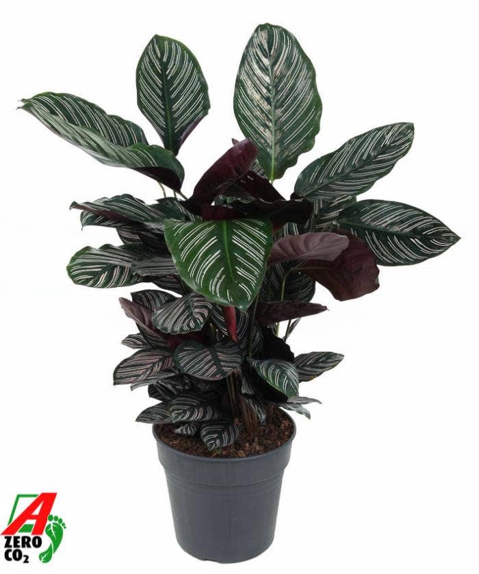 Calathea Ornata