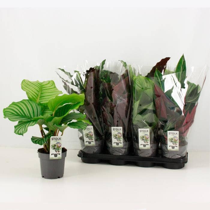 Calathea (premium)