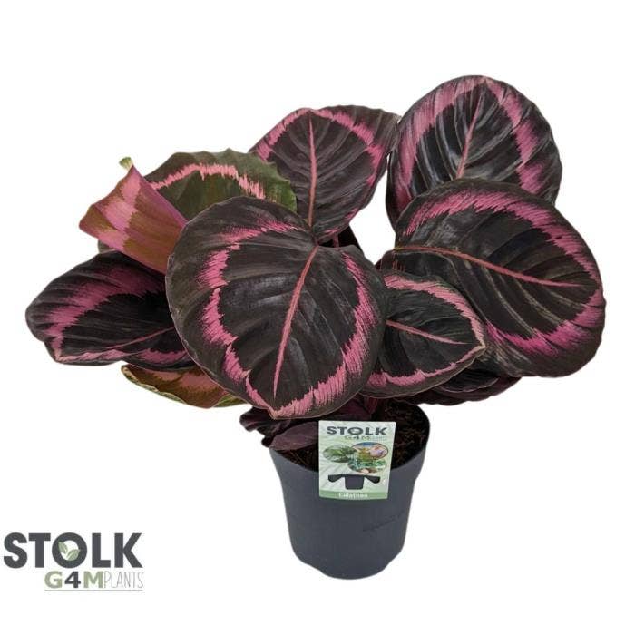 Calathea Prinses Jessy