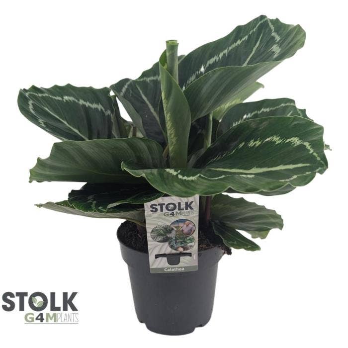 Calathea ros. Green