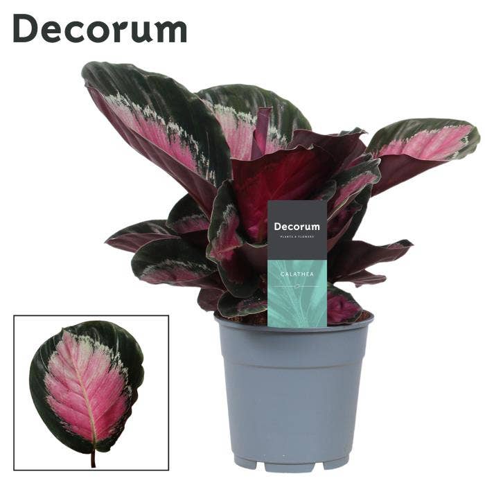 Calathea ros. Rosy
