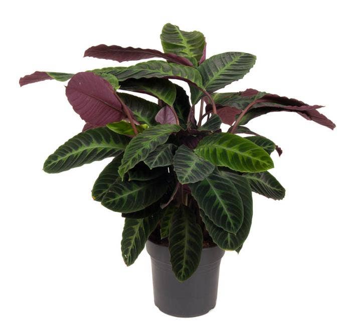 caring for an calathea warscewiczii