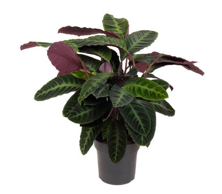 caring for an calathea warscewiczii