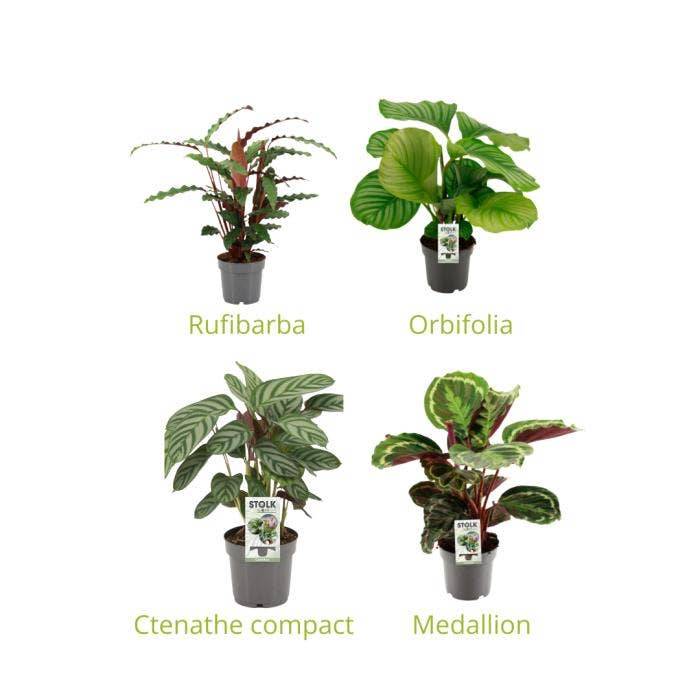 Calathea