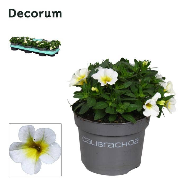 Calibrachoa 'Bisquit'