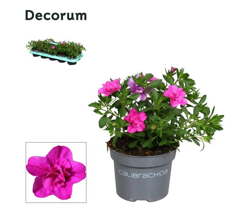 Calibrachoa 'Double Pink'