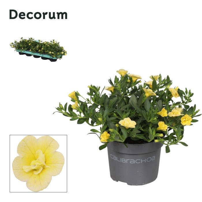 Calibrachoa 'Neo Double Lemon'