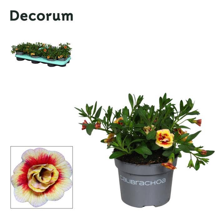 Calibrachoa 'Orange Tastic'