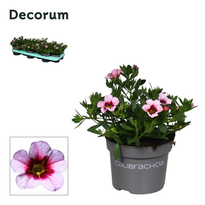 Calibrachoa 'Pink Purple Splash'