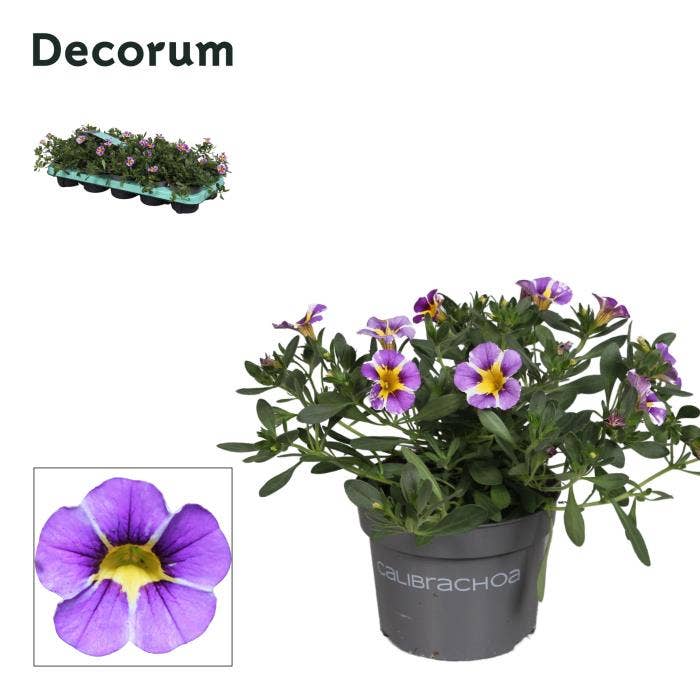 Calibrachoa 'Rave Blue'