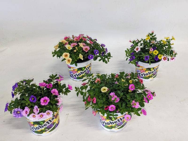 Calibrachoa Triobells