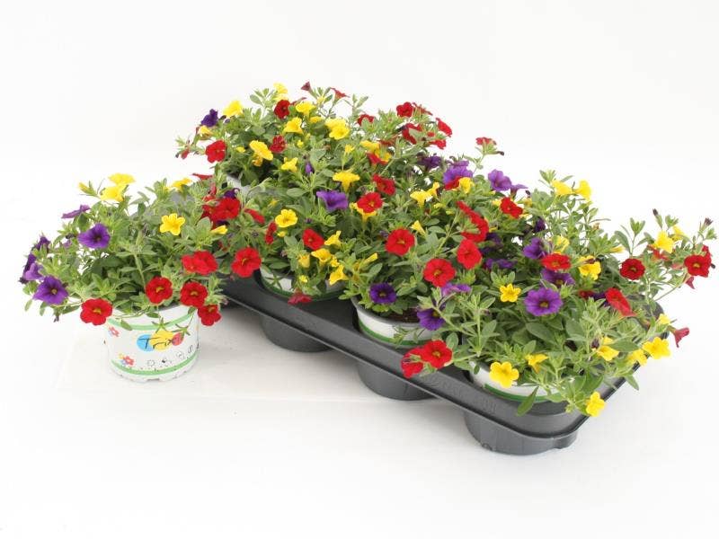 Calibrachoa 'Trixi Bolero' | Green Solutions